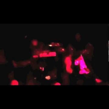 Preview image for the video "2012-07-12 Fishbone @ The New Parish - Oakland - CA United States (video-2491)".